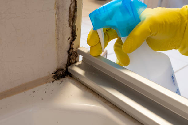 Attic Mold Removal in Meadowdale, WA